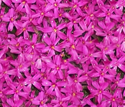 Tiling Pink Flower Twitter Background - Hot Pink Flowers Design for Twitter