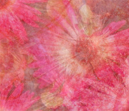 Pink Flower Default Layout - Pink & Orange Flower Theme for Myspace