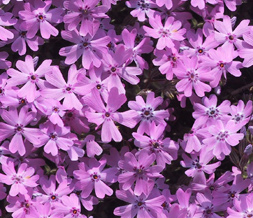 Tiling Purple Flower Twitter Background - Purple Flowers Theme for Twitter