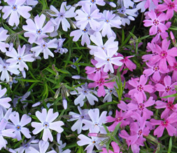 Magenta Flowers Twitter Background - Purple Flowers Design for Twitter