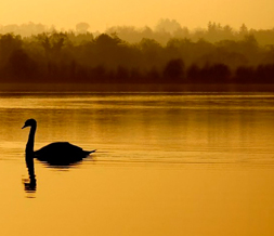 Scenic Gold Swan Twitter Background - Sunset Swan Background for Twitter Preview