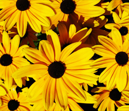 Yellow Flowers Twitter Background - Yellow Flowers Background for Twitter Preview