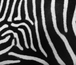 Real Zebra Print Default Layout - Cool Zebra Animal Print Default Theme Preview