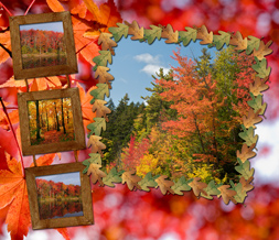 Free Fall Forest Wallpaper - Scenic Autumn Background Preview