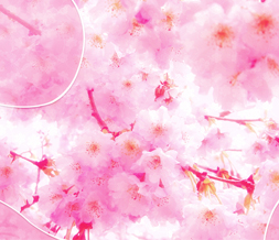 Free Pink Flower Wallpaper - Pretty Flowers Wallpaper