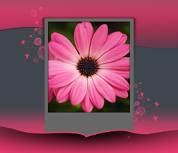 Gray & Pink Flower Wallpaper - Pink & Grey Background Preview