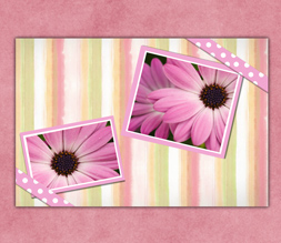 Green & Pink Flower Wallpaper - Gerbera Daisy Wallpaper Download