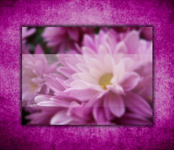 Pink & Black Flowers Wallpaper - Black & Purple Girly Wallpaper Image Preview