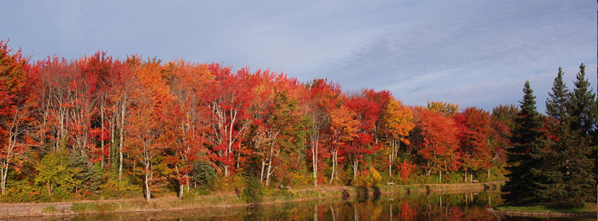 Fall Colored Trees Facebook Cover - Fall Tree Pictures - Fall Tree Images