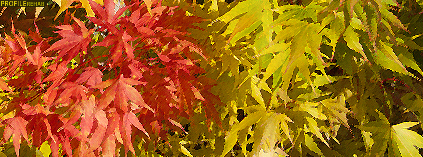 Painted Fall Leaves Facebook Cover - Facebook Cover Autumn Images
