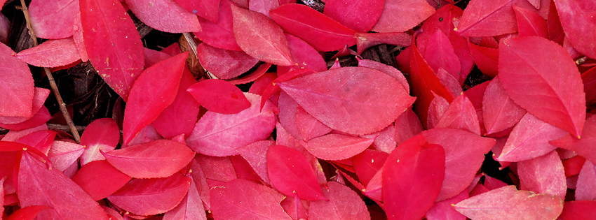 Red Leaves Facebook Cover - Autumn Colors Images - Photos of Autumn