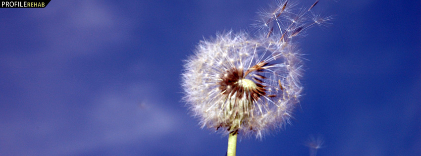 Dandelion Facebook Cover for Timeline