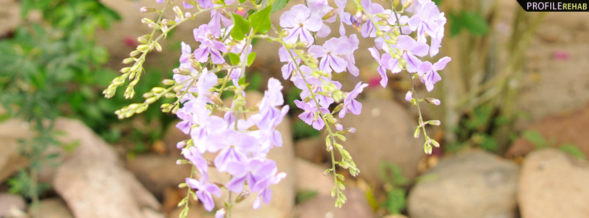 Purple Flowers from Mexico Facebook Cover