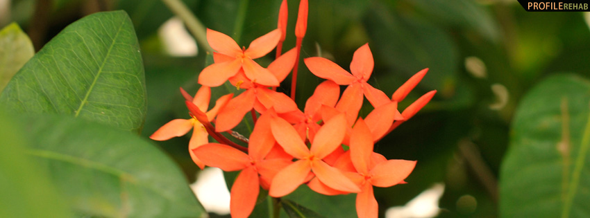 Orange Mexico Flowers Facebook Cover