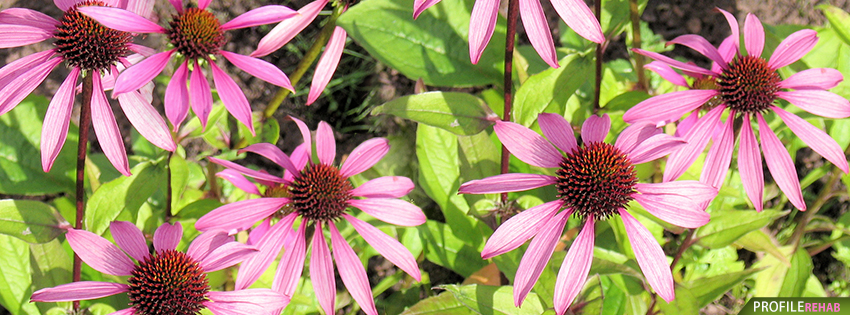 Pink Flowers Facebook Cover