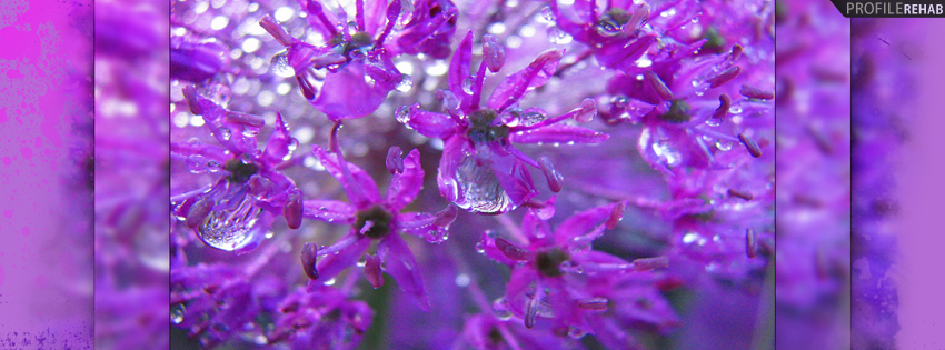 Purple Flowers Facebook Cover
