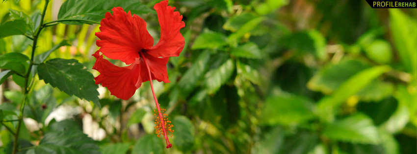 Red Hibiscus Facebook Cover