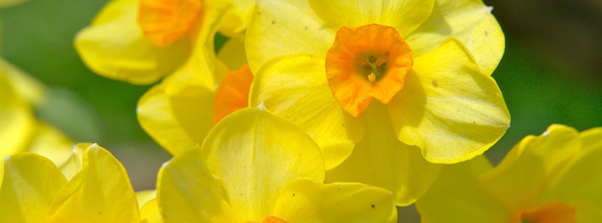 Yellow Flowers Facebook Timeline Cover