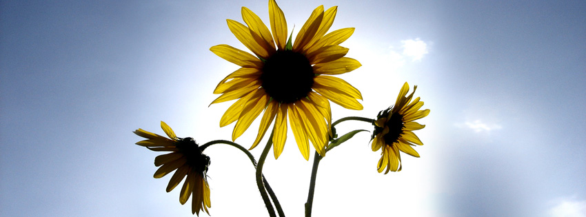 yellow sunflowers cover 1