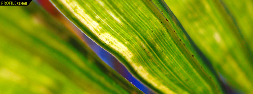 Abstract Green Leaves Facebook Cover