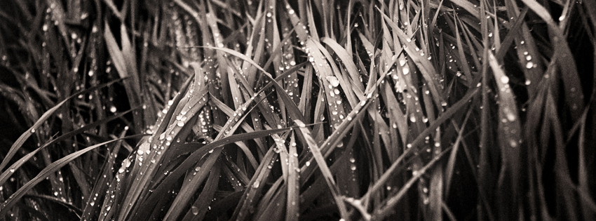 Grass with Water Droplets Facebook Cover