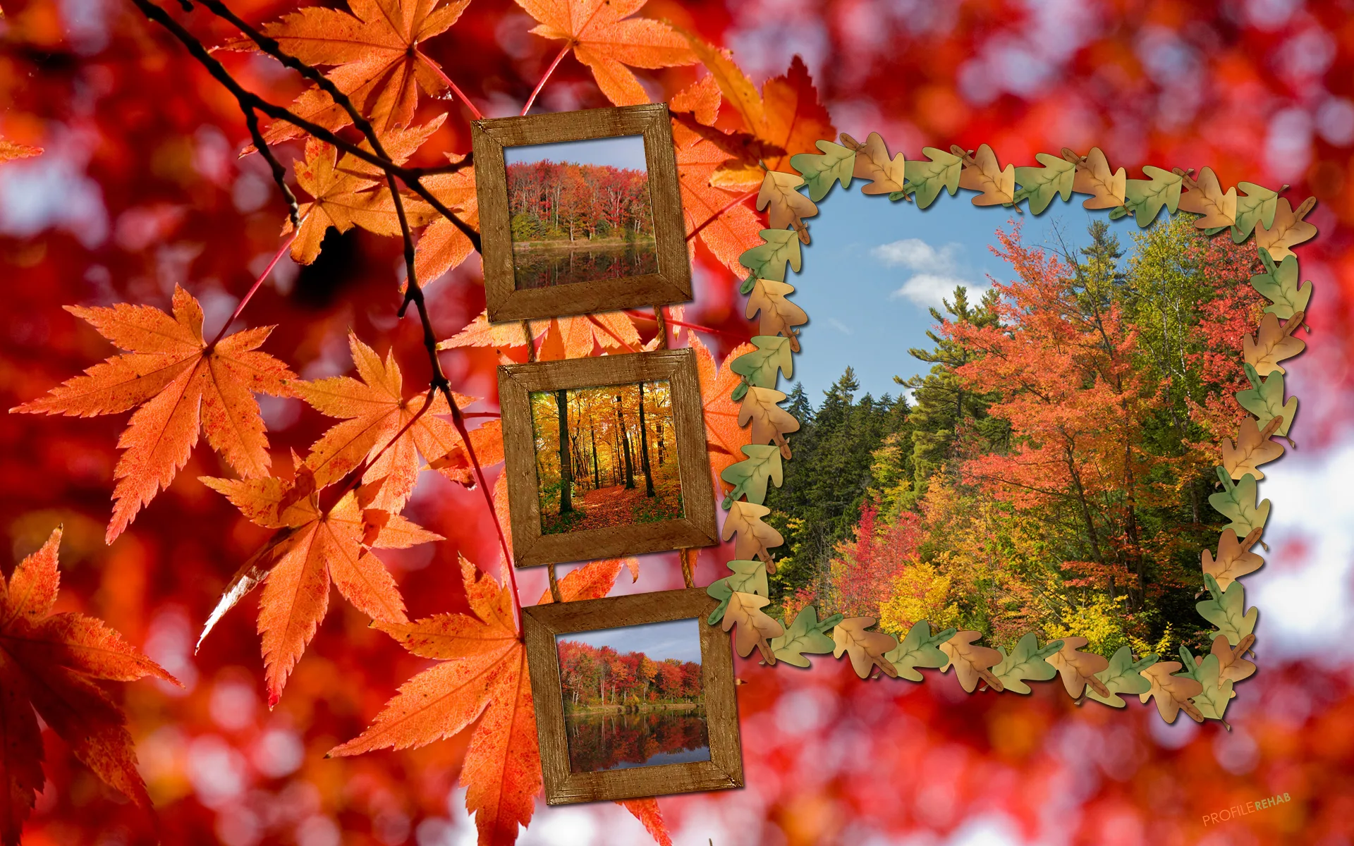 Fall Trees Wallpaper
