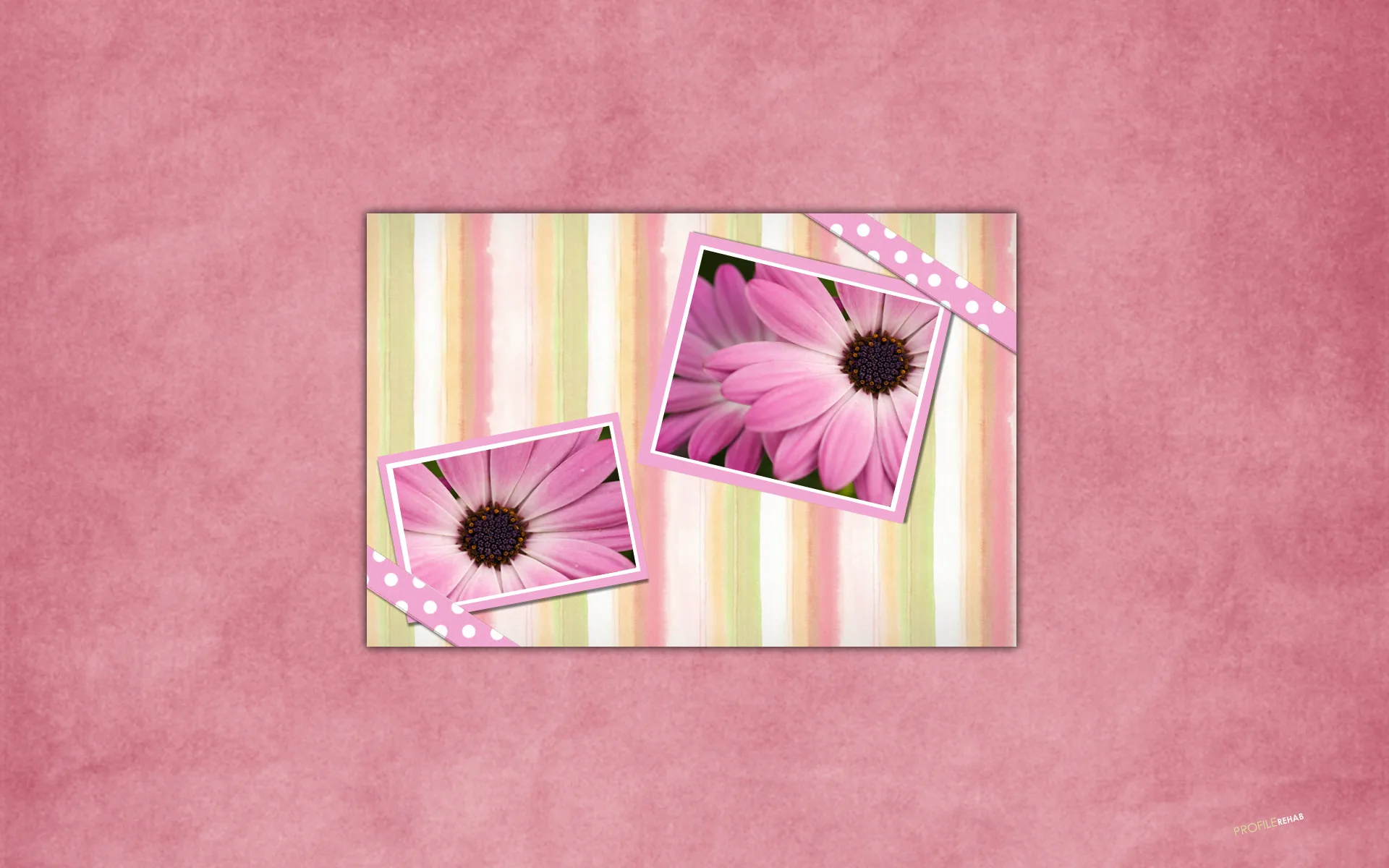 Pink Daisy Wallpaper